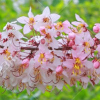 Cerezo Japones Sakura